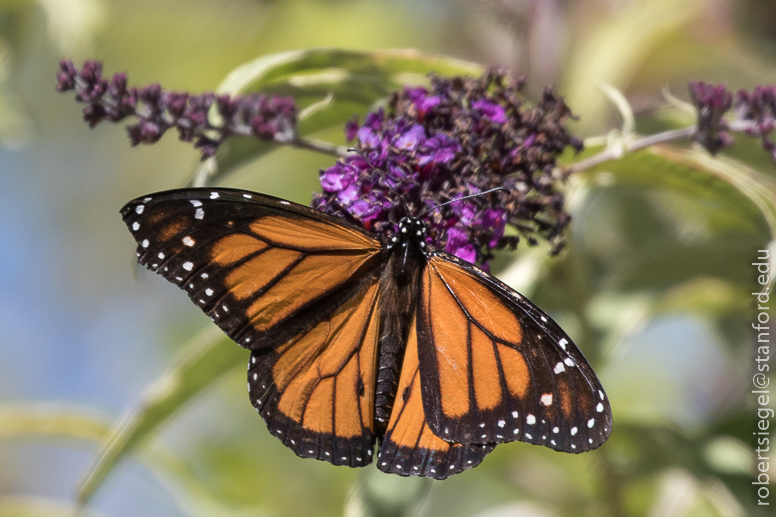 monarch on butterfly bush